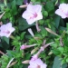 Mirabilis jalapa