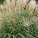 Miscanthus sinensis 'Adagio'