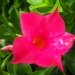 Jasmin du brésil, Mandevilla, Dipladenia
