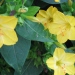 Mirabilis jalapa