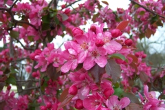 Pommier 'aldenhamensis'