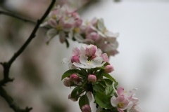 Malus sylvestris