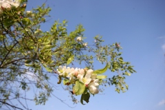 Malus sieboldii