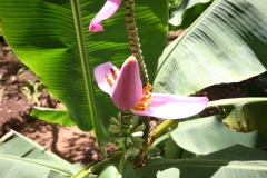 Musa acuminata