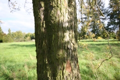 Malus yunnanensis