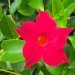 Jasmin du brésil, Mandevilla, Dipladenia