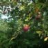 Malus domestica 'Redchief' ®