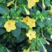 Mirabilis jalapa