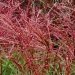 Miscanthus sinensis 'Ferner Osten'