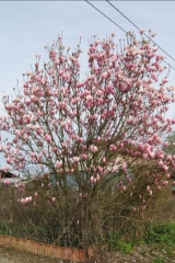 Magnolia soulangiana