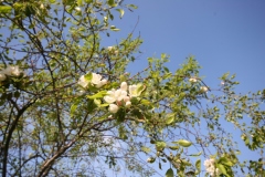 Malus sieboldii