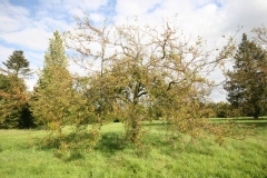 Malus yunnanensis