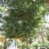 Mangifera indica