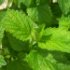 Melissa officinalis