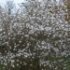Magnolia stellata
