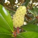 Magnolia grandiflora