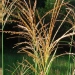 Miscanthus sinensis