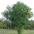 Mangifera indica
