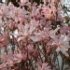 Magnolia X loebneri 'Leonard Messel'