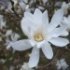 Magnolia stellata