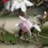 Magnolia stellata