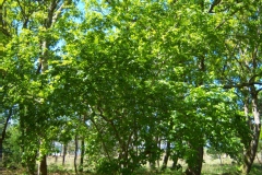 Mespilus germanica