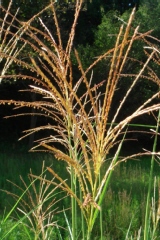 Miscanthus sinensis
