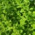 Melissa officinalis