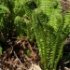 Matteuccia struthiopteris