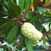 Magnolia grandiflora