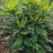 Mahonia X media 'Winter Sun'