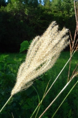 Miscanthus sinensis