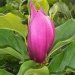 Magnolia de soulange