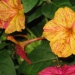 Mirabilis jalapa