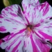 Mirabilis jalapa