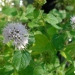 Mentha aquatica