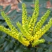 Mahonia X media 'Winter Sun'