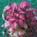 Nandina domestica 'Firepower'