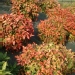 Nandina domestica 'Firepower'