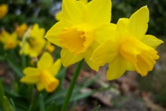 Narcisse
