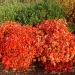 Nandina domestica 'Firepower'