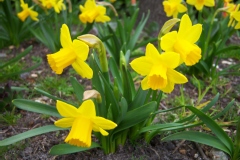 Narcisse