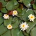 Nénuphar, Nymphéa