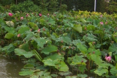 Lotus d'orient, Lotus sacré, Lotus des indes