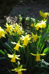 Narcissus pseudonarcissus