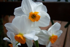Narcissus 'Geranium'