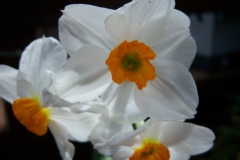 Narcissus 'Geranium'