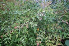 Nandina, Bambou sacré, Nandine