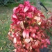 Bambou sacré nain 'firepower', Nandina, Nandina 'firepower', Nandine