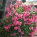 Laurier rose